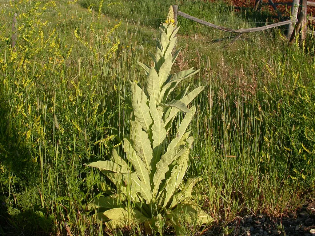 Verbascum thapsus chapter thumbnail: Discussion: conclusions, hypotheses and research still required