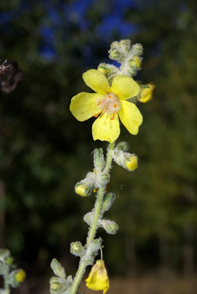 Verbascum thapsus chapter thumbnail: Clinical evidence in people