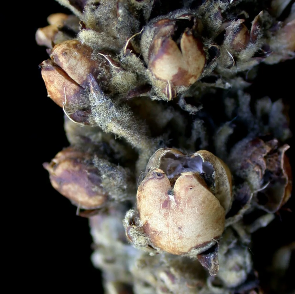 Mature split seed capsules of Verbascum thapsus on a dark background