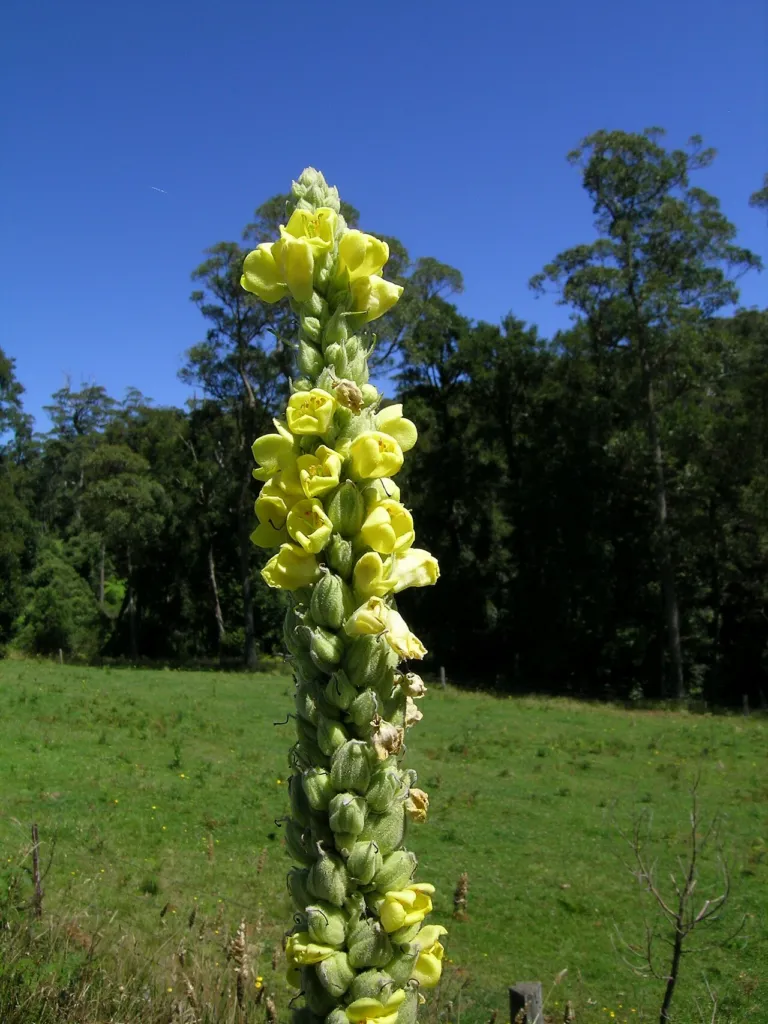 Verbascum thapsus flower spike with yellow flowers against a blue sky in New South Wales