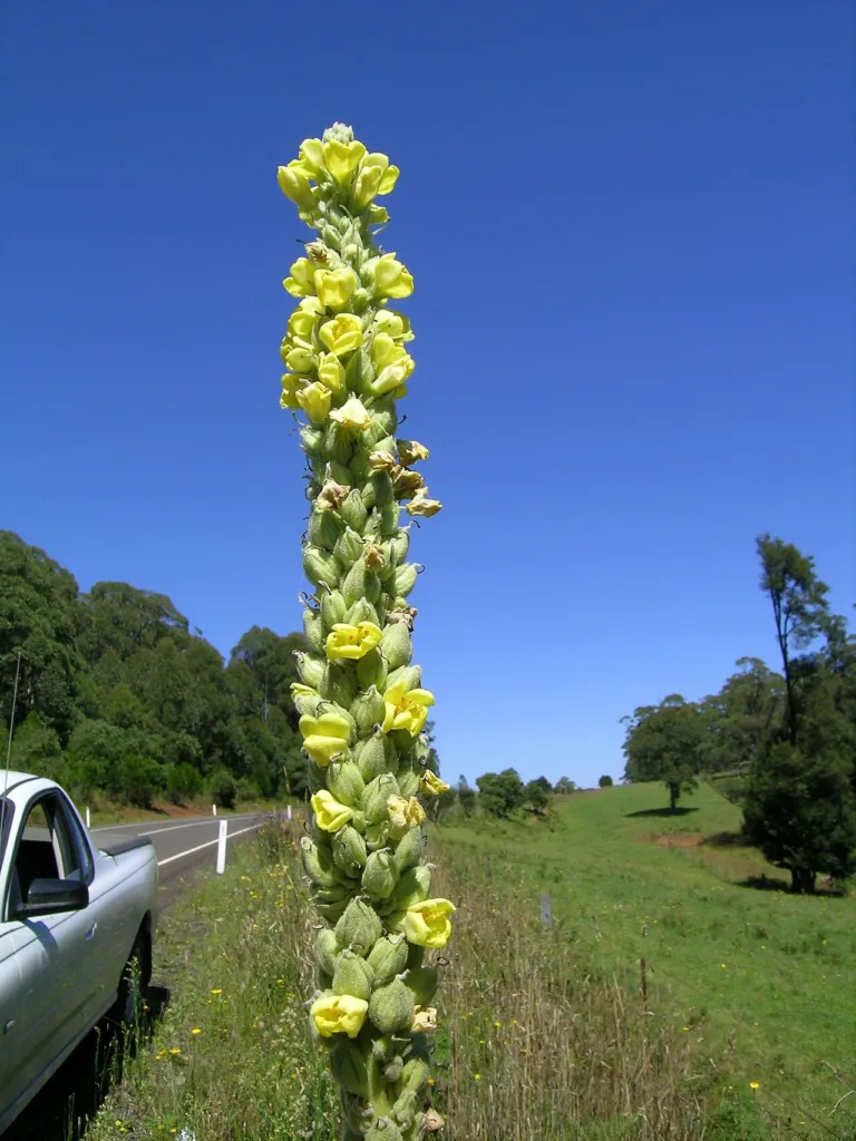 Verbascum thapsus flower spike beside a gravel road with a parked vehicle