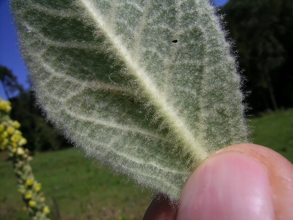 Verbascum thapsus chapter thumbnail: The ‘lung detox’ claim, smoking and vaping