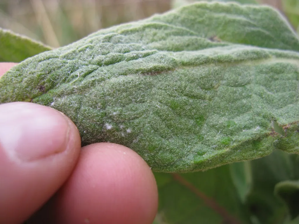 Verbascum thapsus leaf held between fingers showing the dense felt of grey hairs
