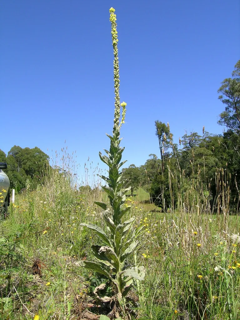 Verbascum thapsus chapter thumbnail: Identity, names and taxonomy