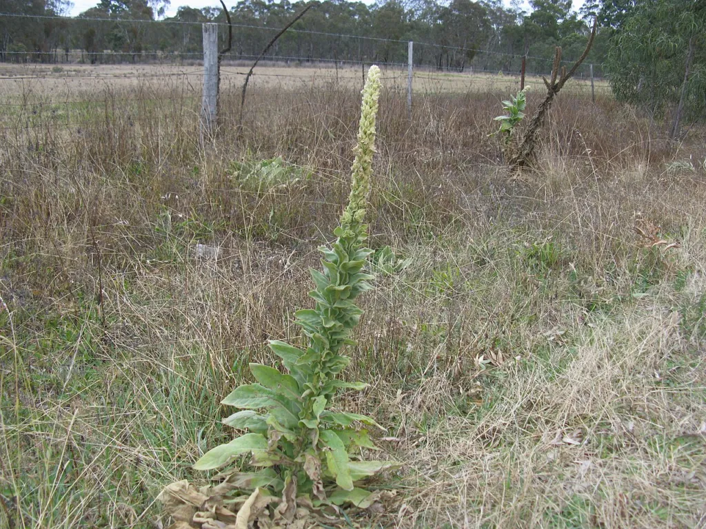 Verbascum thapsus, great mullein, flowering spike and grey rosette leaves beside a fenced paddock near South West Rocks, New South Wales