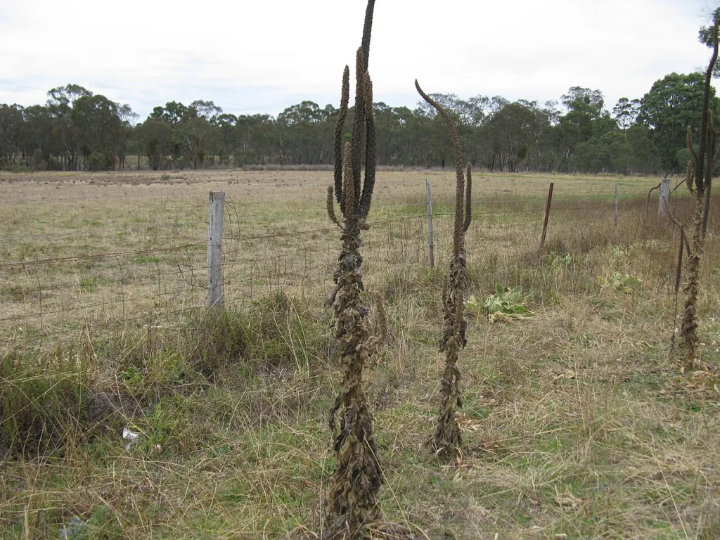 Verbascum thapsus chapter thumbnail: Distribution and its status in Australia