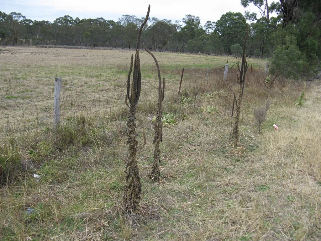 Verbascum thapsus chapter thumbnail: In Australia: regulation, claims and quitting
