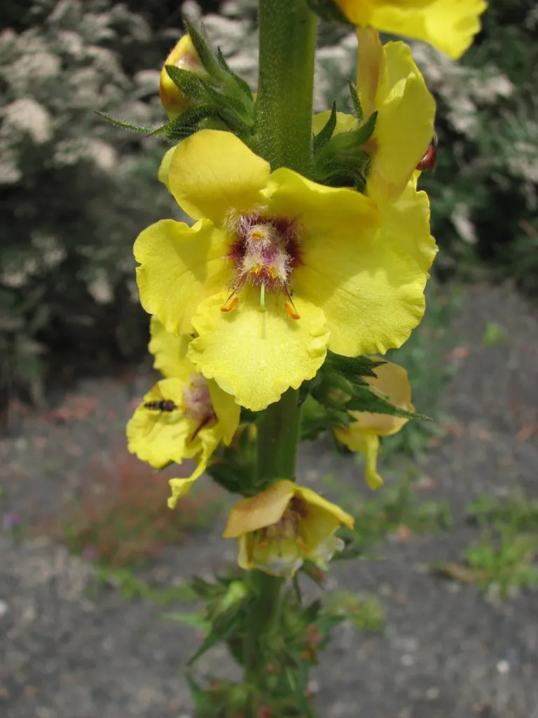 Verbascum virgatum, twiggy mullein, yellow flowers on a slender stem in Victoria