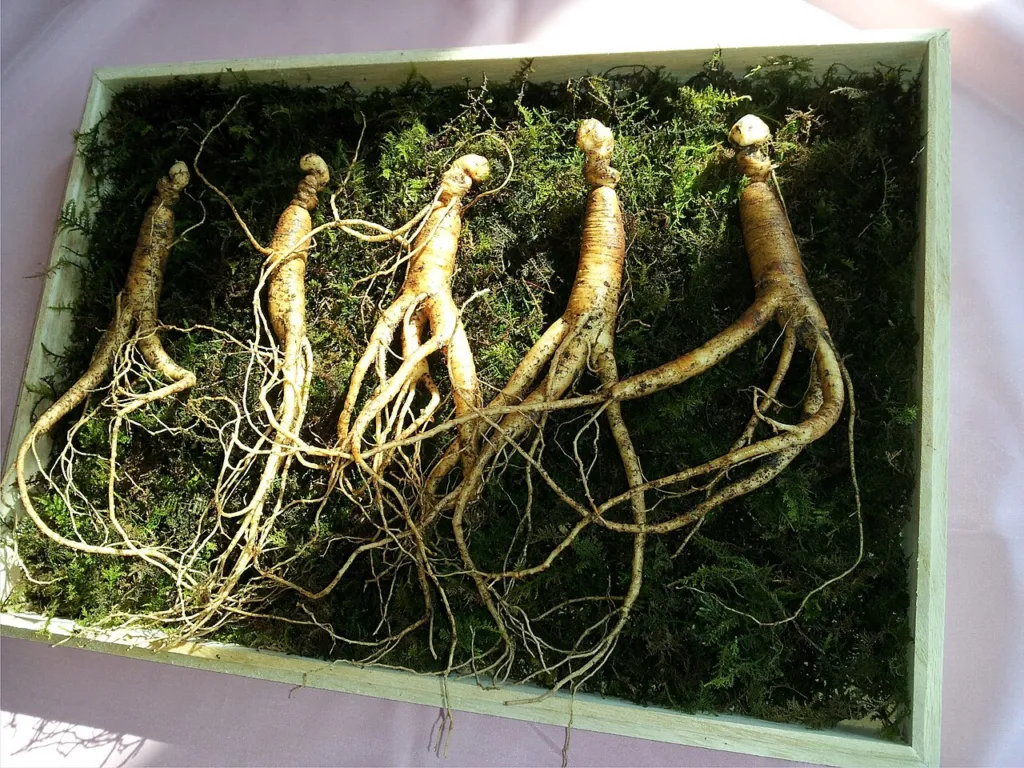 Panax ginseng chapter thumbnail: Pharmacology and pharmacokinetics