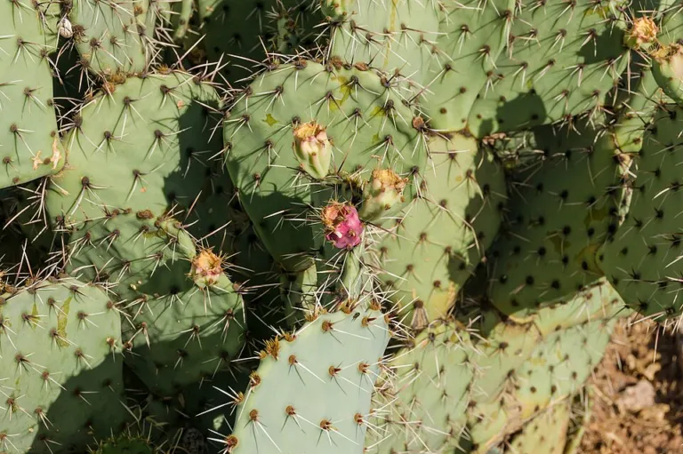 An Indian fig prickly pear in Spain, its flat green pads edged with ripening fruit