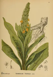 An old hand-coloured botanical plate of mullein: flower spike, leaves and flower parts