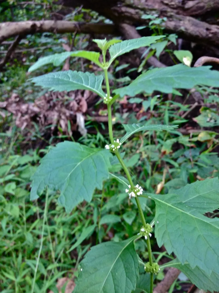 habit Figure 1. Virginia bugleweed, Lycopus virginicus, in flower in Scotts Run Nature Preserve, Fairfax County, Virginia, USA