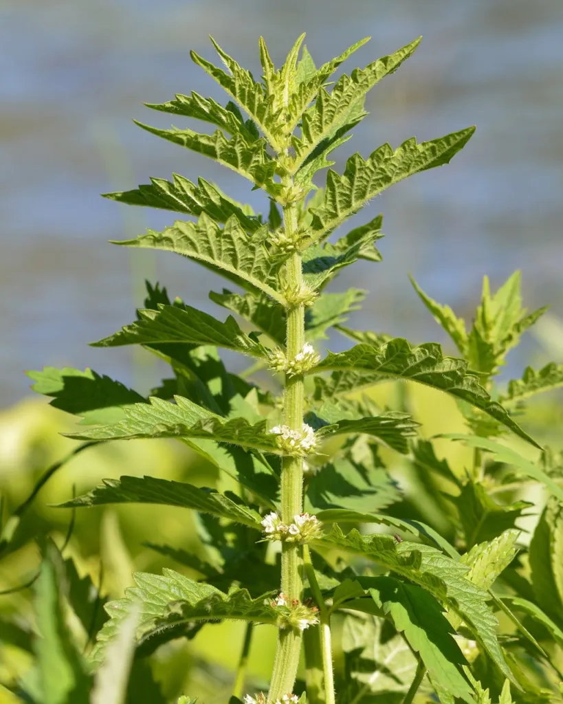habit Figure 1c. European bugleweed (gypsywort), Lycopus europaeus, in flower beside water in Oslo, Norway, 07/08/2020: a sing