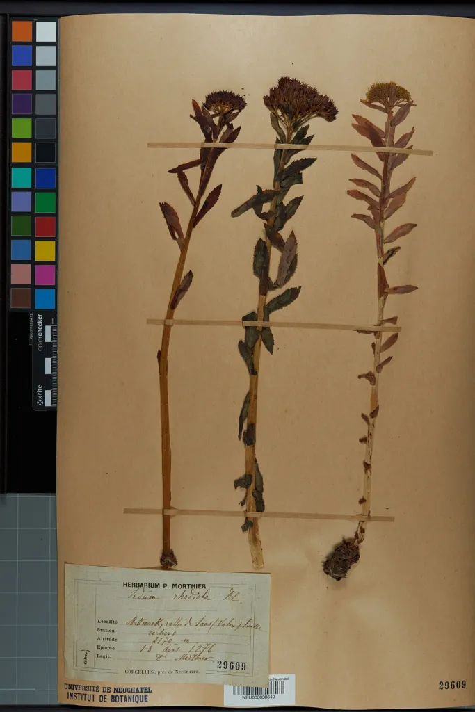 Herbarium sheet of Rhodiola rosea labelled Sedum rhodiola, collected in Valais, Switzerland, 1876