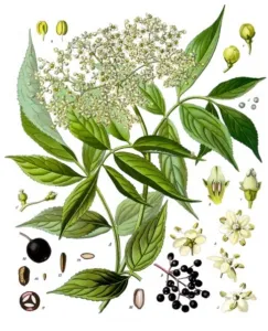 Elderberry review chapter 1 thumbnail: Names and taxonomy