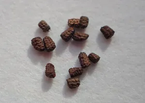 Tiny brown ridged mullein seeds on a white surface