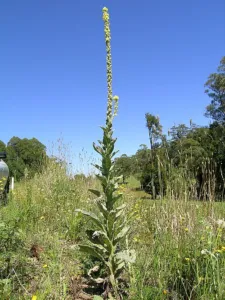 A single tall mullein flower spike standing above long roadside grass