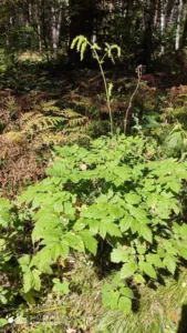 Actaea cimicifuga Cimicifuga foetida plant, an Asian relative of black cohosh
