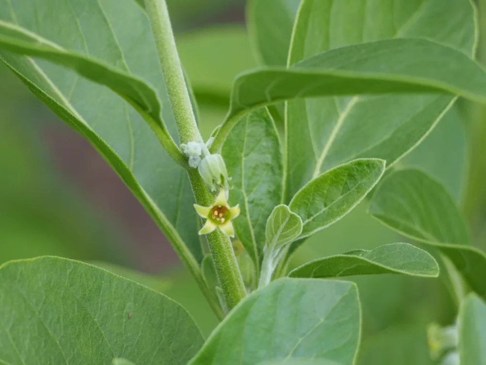 Withania somnifera leaves and fruit