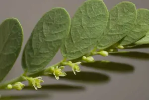 Phyllanthus amarus branchlet with tiny pale flowers hanging beneath oval leaves