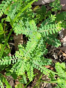 Small feathery Phyllanthus seedlings with many tiny leaflets in a garden bed in far north Queensland