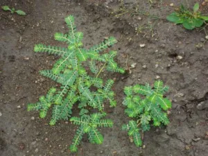 Small Phyllanthus amarus plants with feathery branchlets on bare reddish soil, Kerala