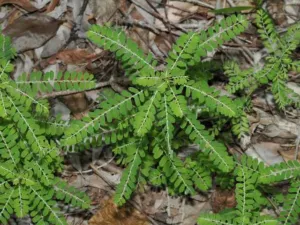 Phyllanthus amarus weedy plants with feathery branchlets among leaf litter near Darwin, a relative of Phyllanthus niruri