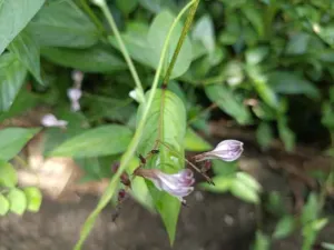 Chapter 8: Andrographis paniculata, andrographis