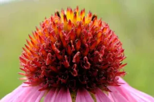Chapter 2: Echinacea, a narrow-leaved cone