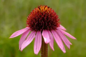 Echinacea angustifolia narrow-leaved purple coneflower in flower in Minnesota prairie