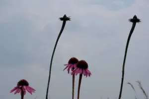 Chapter 4: Echinacea, seed heads