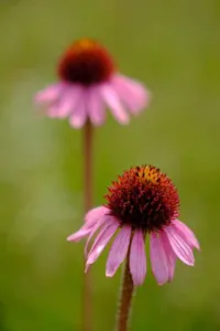 Chapter 12: Echinacea, prairie flower