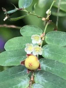 Phyllanthus niruri with a round fruit and small white flowers beneath rounded leaves