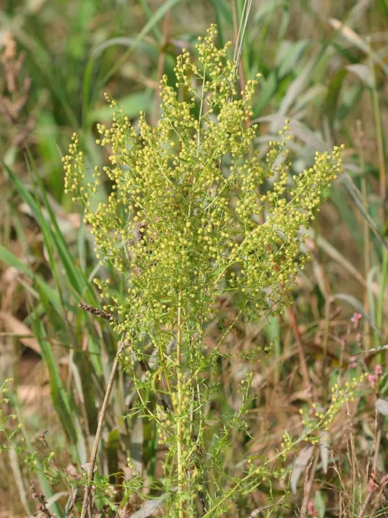 Sweet wormwood, Artemisia annua, a leafy green plant