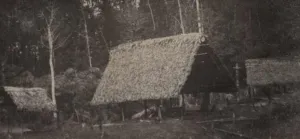 Chapter 4: Uncaria, Palcazu River, 1888