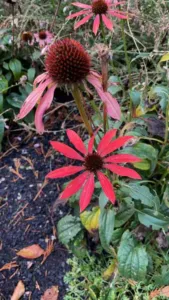Chapter 9: Echinacea, a Ballarat garden