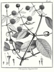 Engraved botanical plate of Ourouparia guianensis, now Uncaria guianensis, by Aublet 1775