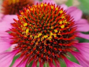 Chapter 10: Echinacea, a Victorian garden