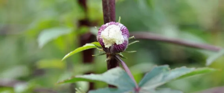Hibiscus sabdariffa bud with a pale flower opening