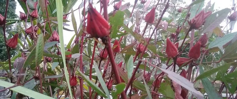 Hibiscus sabdariffa plants carrying red calyces in Assam
