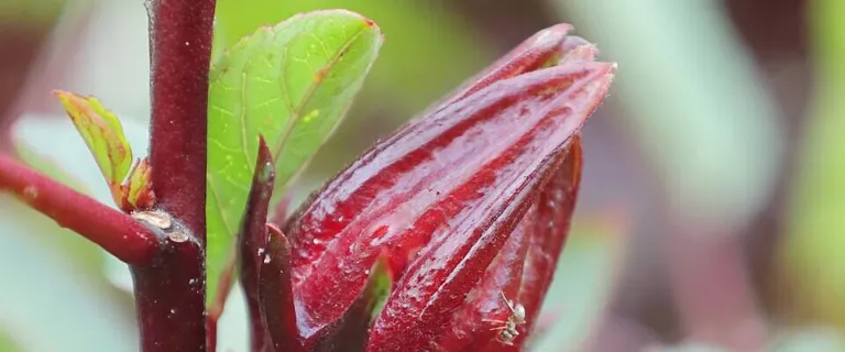 Single red Hibiscus sabdariffa calyx on a red stem