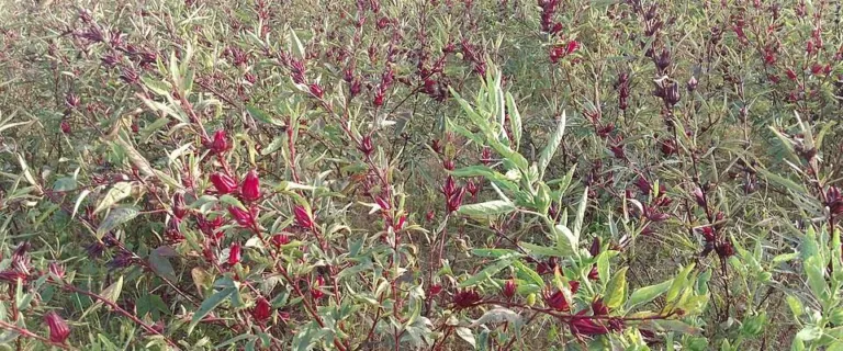 Field of Hibiscus sabdariffa grown for bissap in Senegal