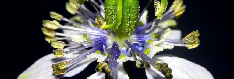 Nigella sativa flower in close view, with the blue-tinged nectaries ringing the green ovaries