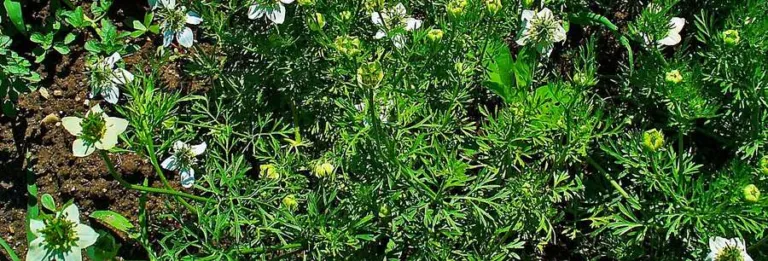 Flowering Nigella sativa plants with thread-like leaves and pale flowers