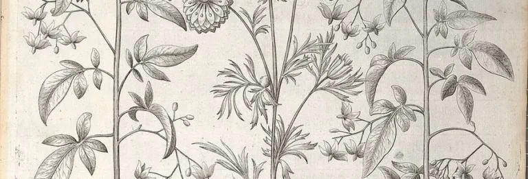 Engraved botanical plate including Nigella sativa from the Hortus Eystettensis