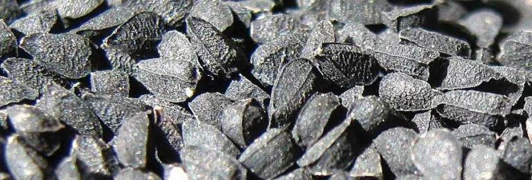 Magnified Nigella sativa seeds showing their angular, wrinkled black coats