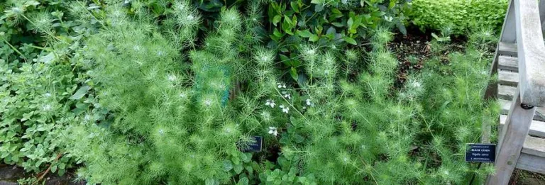 Bed of Nigella sativa growing in the Chelsea Physic Garden, London