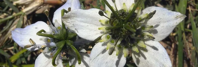 Pale blue Nigella sativa flowers among fine leaves in Sousse, Tunisia