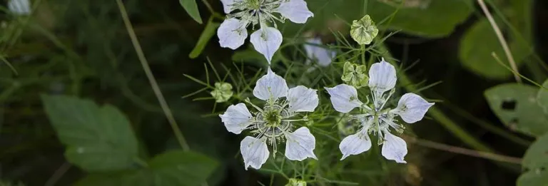 Nigella sativa flowering among grasses in Romania
