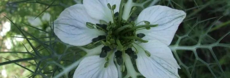 Single white Nigella sativa flower with fine thread-like leaves